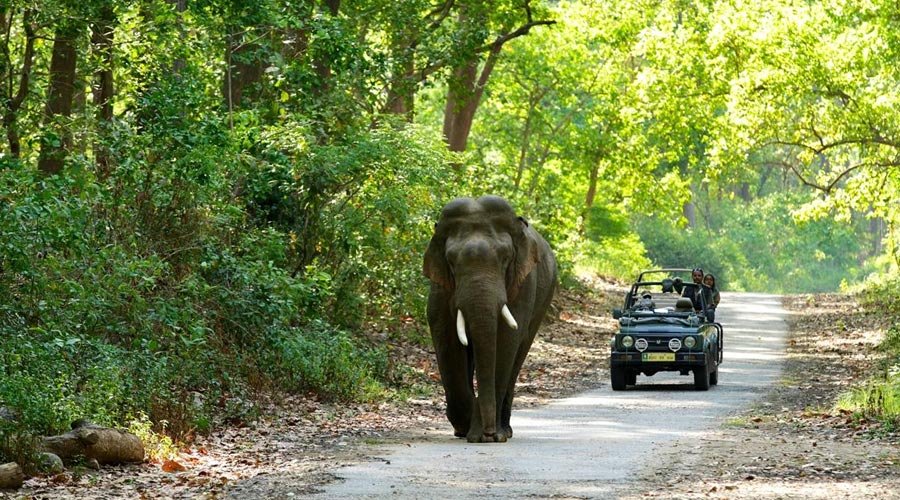 Jim Corbett Wildlife Tour-2